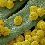 Pollen cell